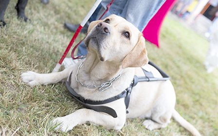 盲導犬協会への支援