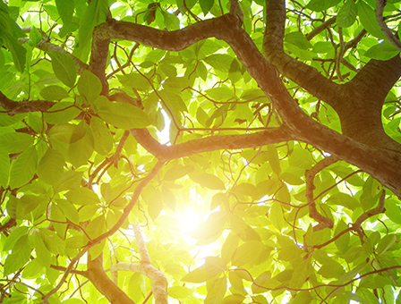 Environmental Initiatives